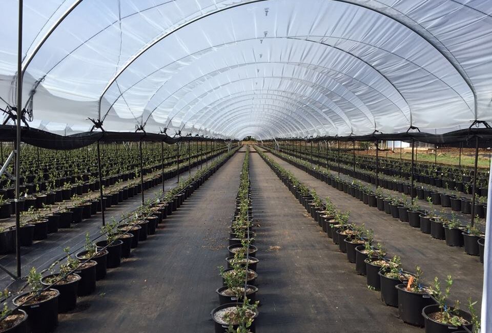 Koppert México inaugura a Koppert Development Institute (KDI)