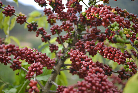 Manejo biológico favorece a produção de café especiais e certificados