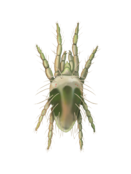 Tetranychus urticae adult male