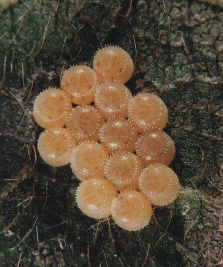 Eggs of Neotropical brown stink bug Euschistus heros