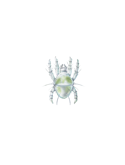 Tetranychus urticae larva