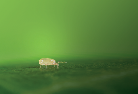 Mercado de bioinsumos cresce quase 70% na temporada 2021/22