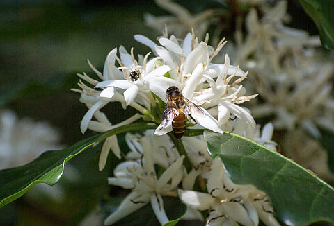 Projeto Colmeia une Nescafé origens do Brasil e AgroBee
