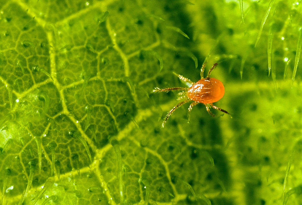 Artigo: O potencial dos ácaros-predadores no controle biológico: Uma história de inovação e sustentabilidade