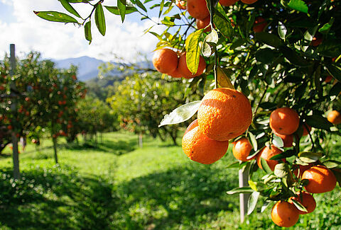 Laranja