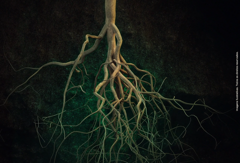 Trichodermil, o escudo protetor de raízes