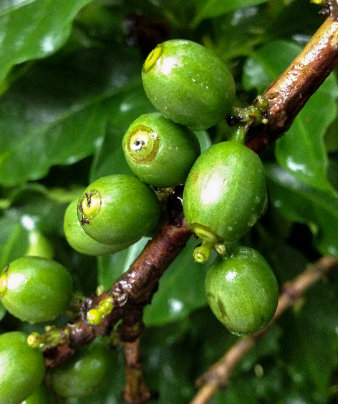 Damage caused by Coffee berry borer Hypothenemus hampei