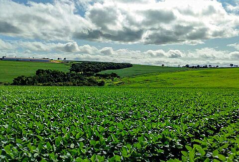 Koppert passa a fazer parte da Associação Internacional de Soja Responsável (RTRS)