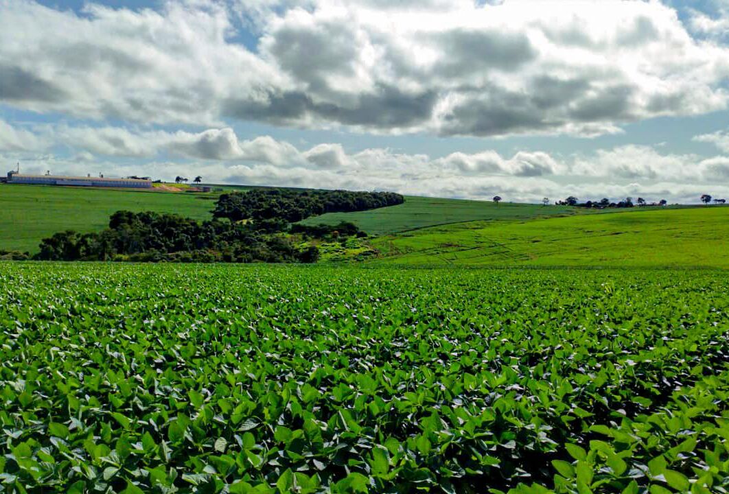 Koppert passa a fazer parte da Associação Internacional de Soja Responsável (RTRS)