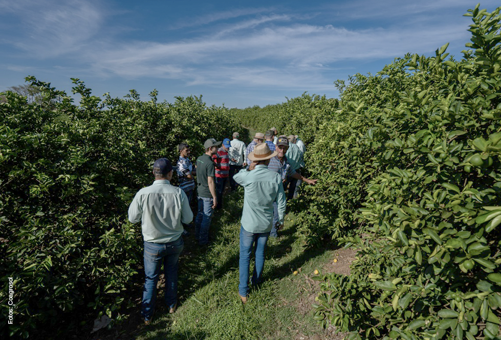 Curso de Identificação e Monitoramento de Pragas e Inimigos Naturais