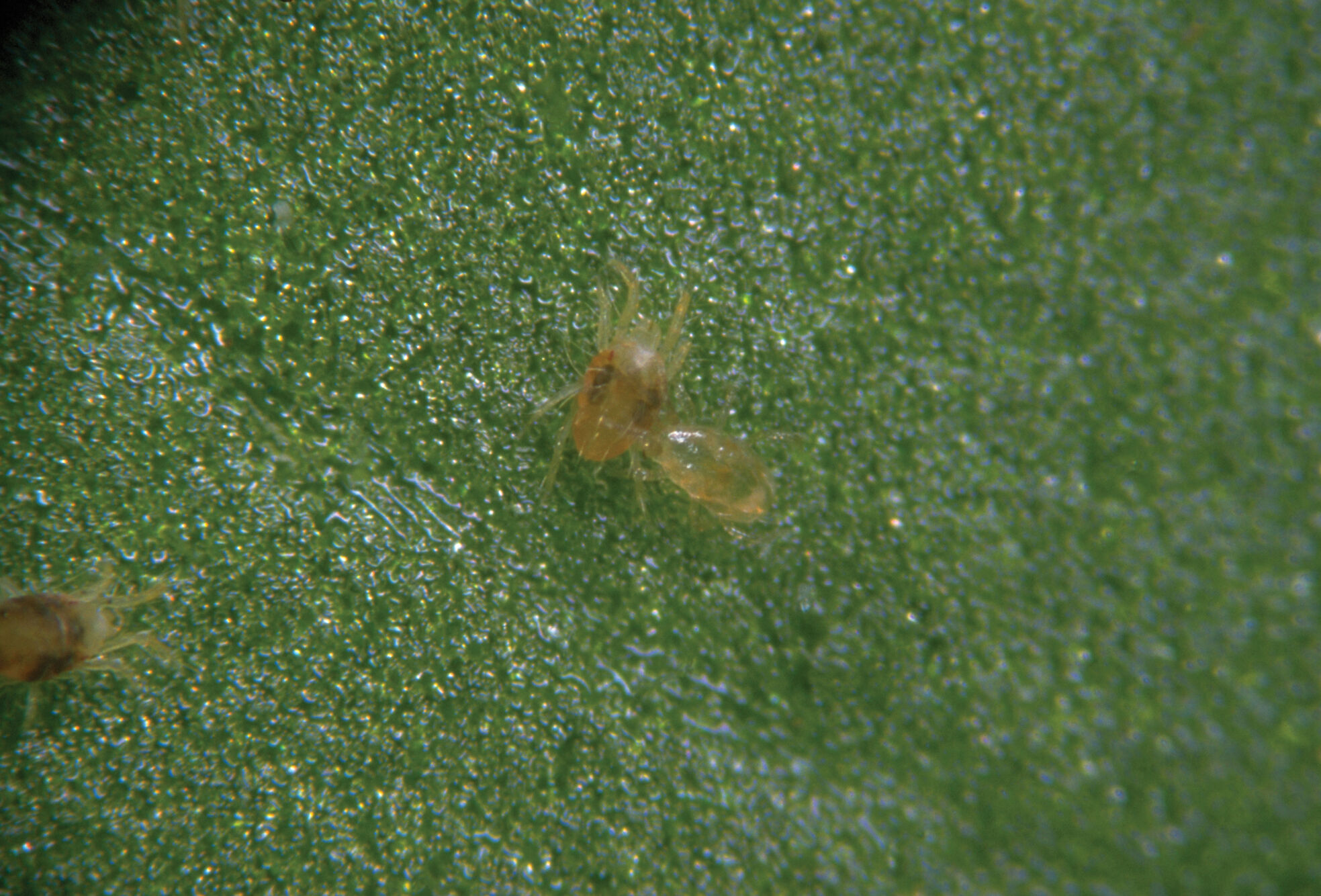 Produto macrobiológico para controle de ácaro rajado é lançado pela