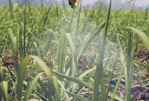 Octane (Isaria fumosorosea 1296): Potencial ampliado no manejo da Cigarrinha-das-raízes