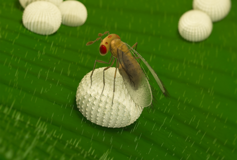 Pretiobug