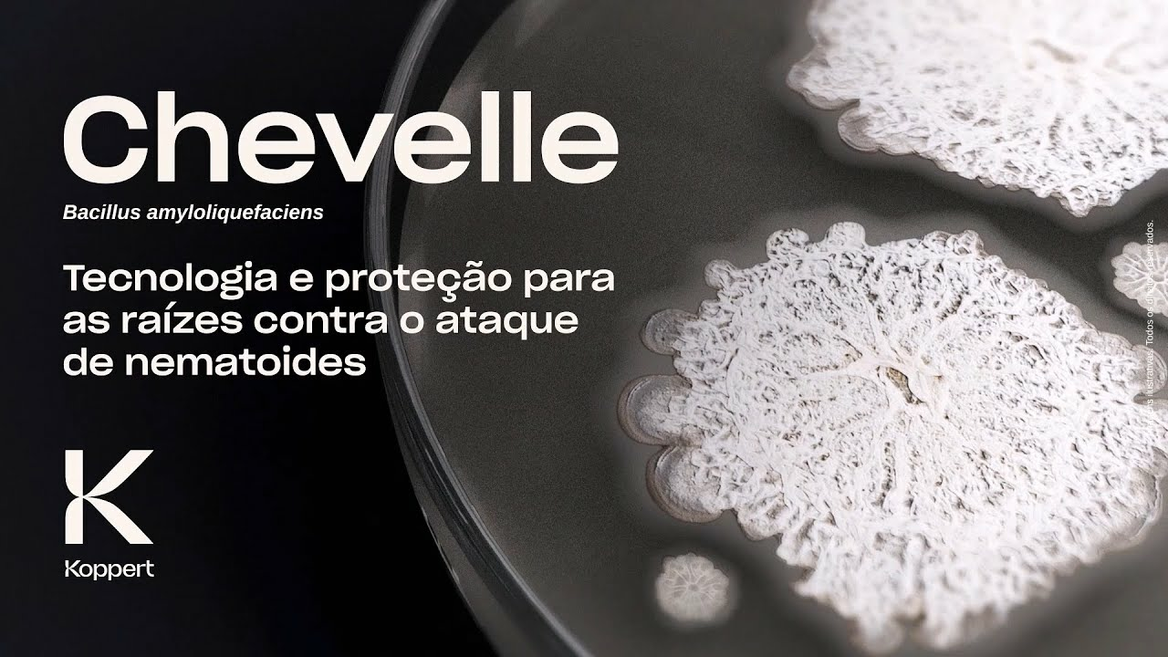 Chevelle (Bacillus amyloliquefaciens): Tecnologia e proteção para as raízes