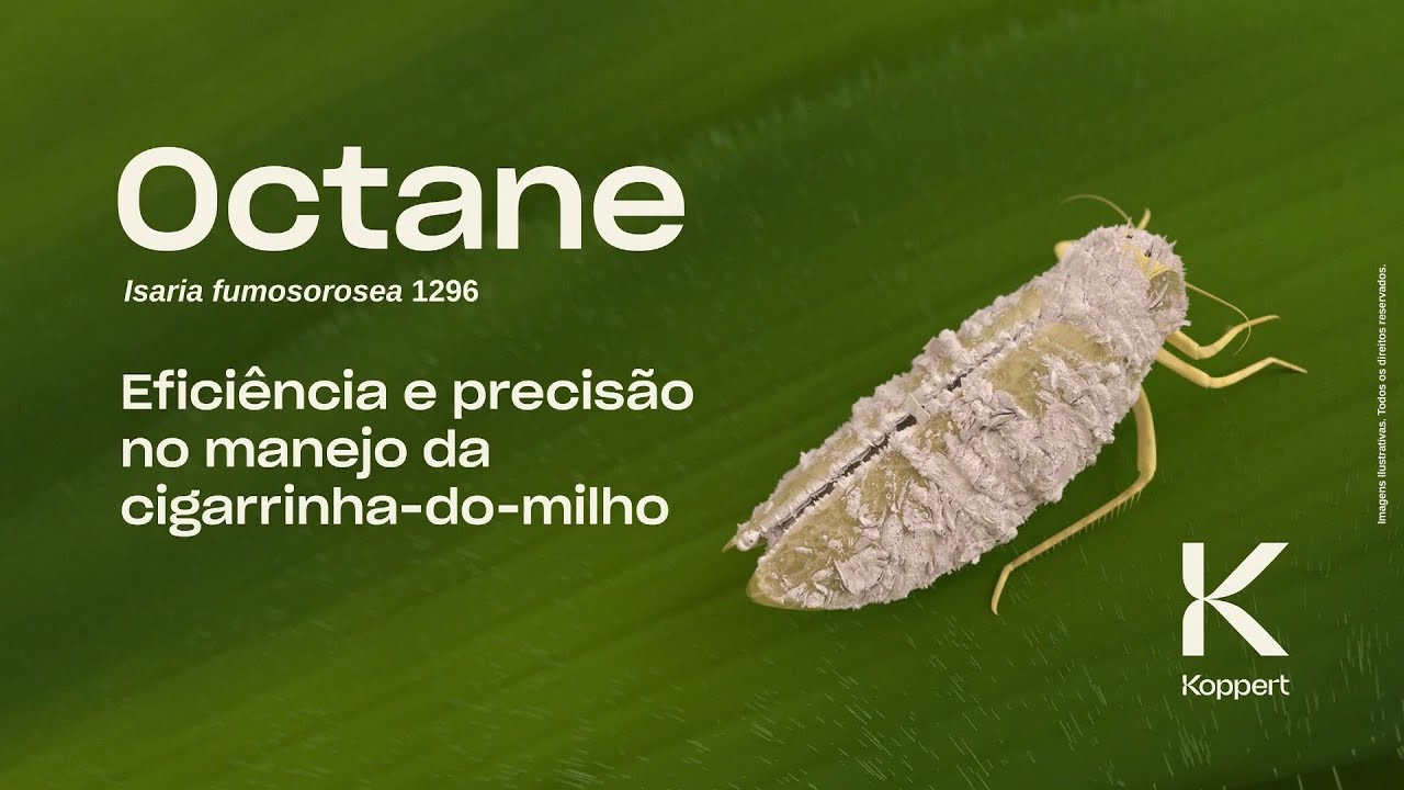 Octane: Eficiência e precisão no manejo da cigarrinha-do-milho