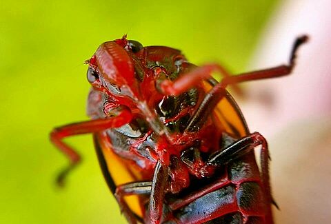 Spittlebugs