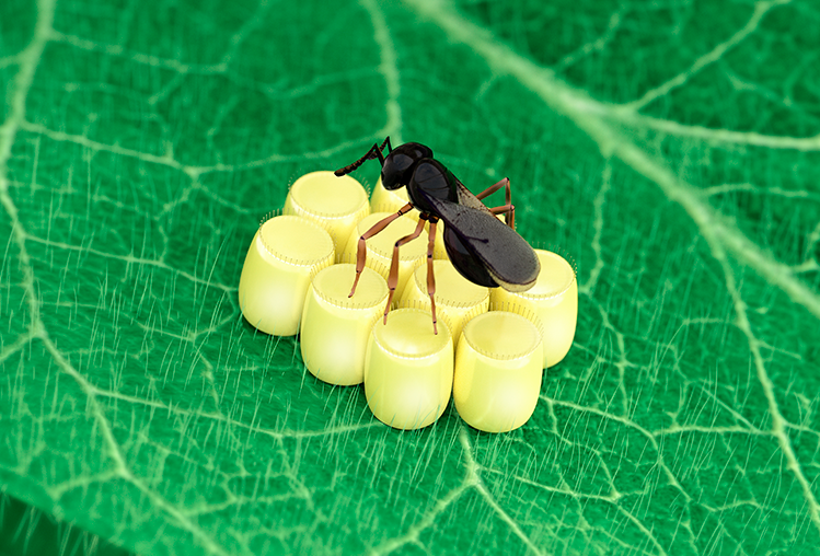 Podisibug (Telenomus podisi): Agente de controle preciso no manejo do Percevejo-marrom