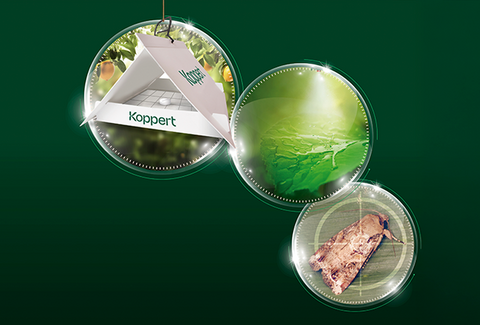 Portfólio comercial Koppert no Brasil ganha novos protagonistas em 2024