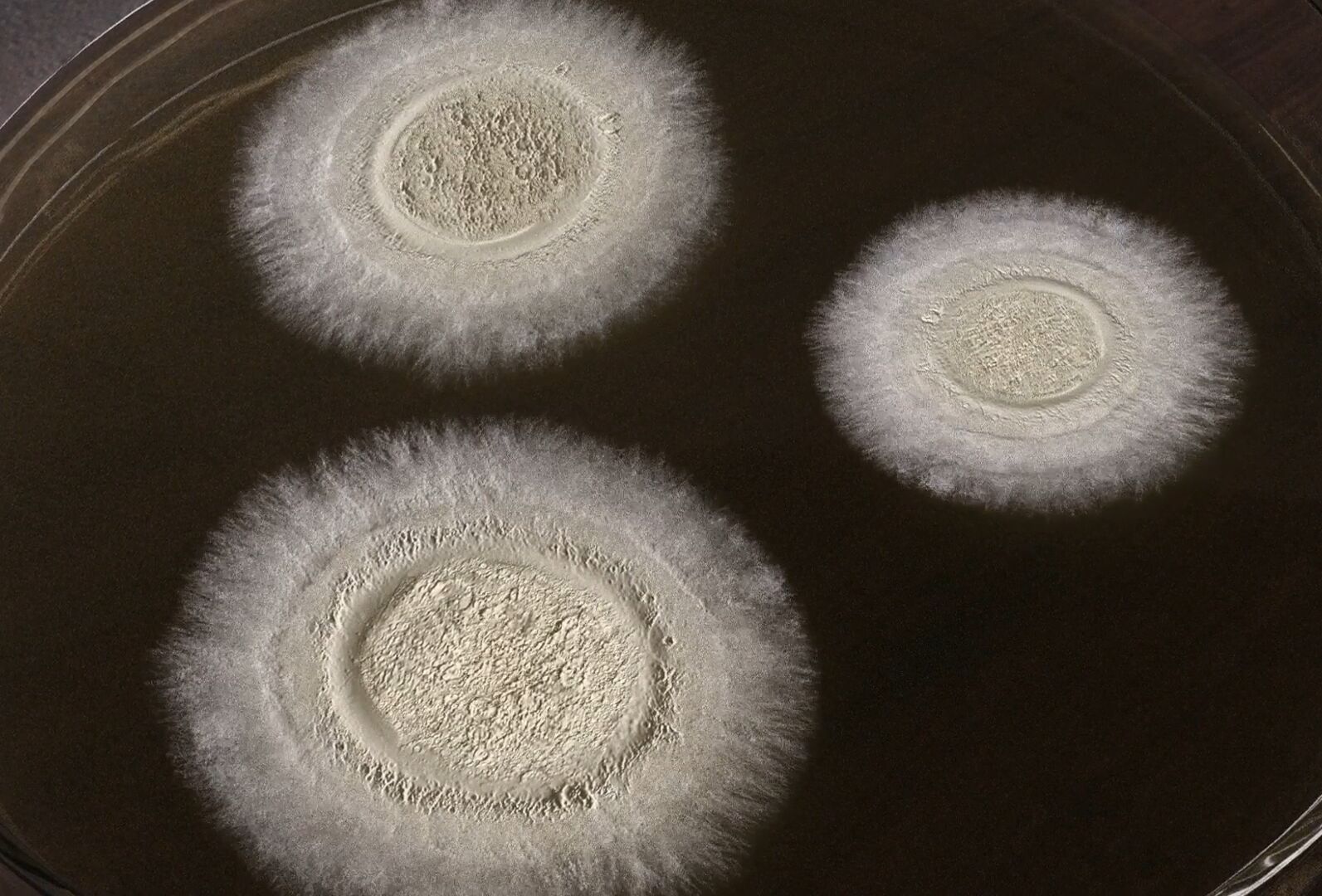 Boveril Evo: a evolução no manejo de pragas!