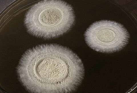 Boveril Evo: a evolução no manejo de pragas!