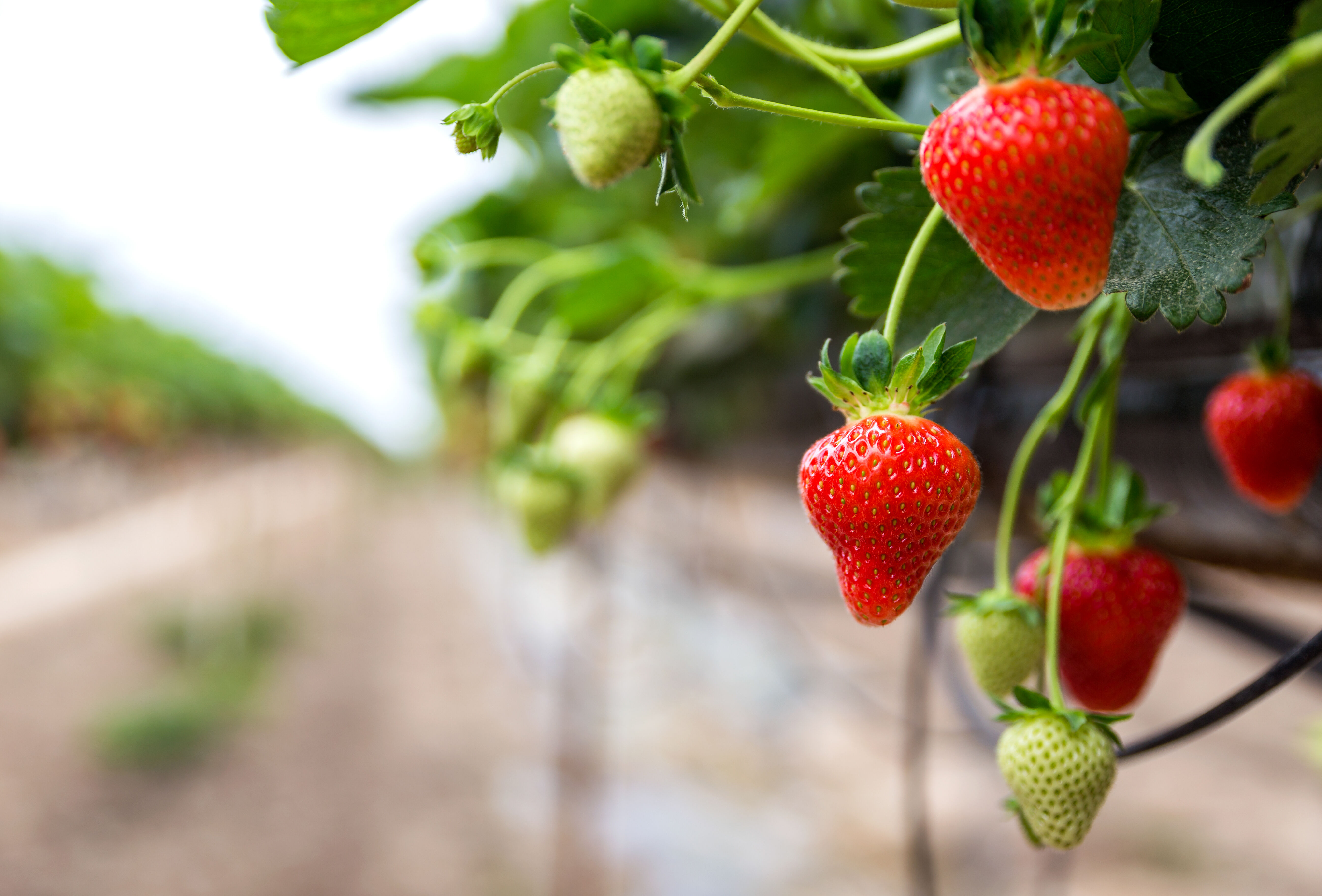 Agricultura orgânica no Brasil e no mundo