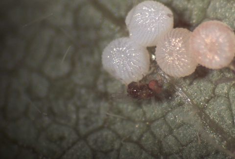 Sparcbio tem primeira publicação internacional de macrobiológicos