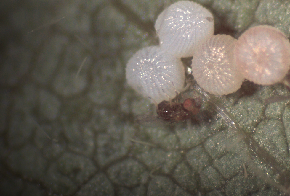 Sparcbio tem primeira publicação internacional de macrobiológicos