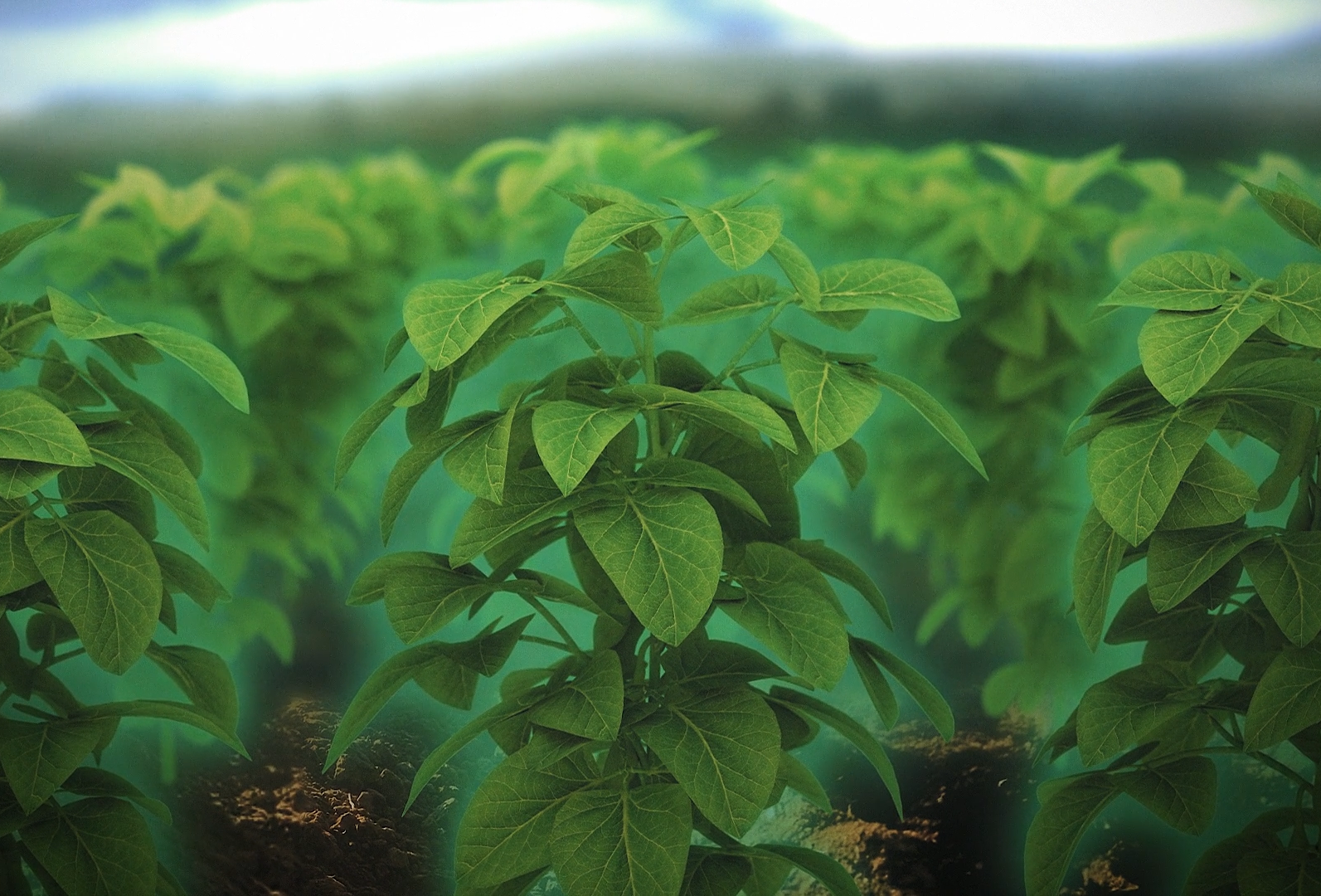 Caravan: Resistência ampliada contra doenças foliares