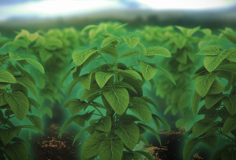 Caravan: Resistência ampliada contra doenças foliares