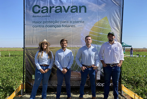 AgroExtend Feijão Irrigado