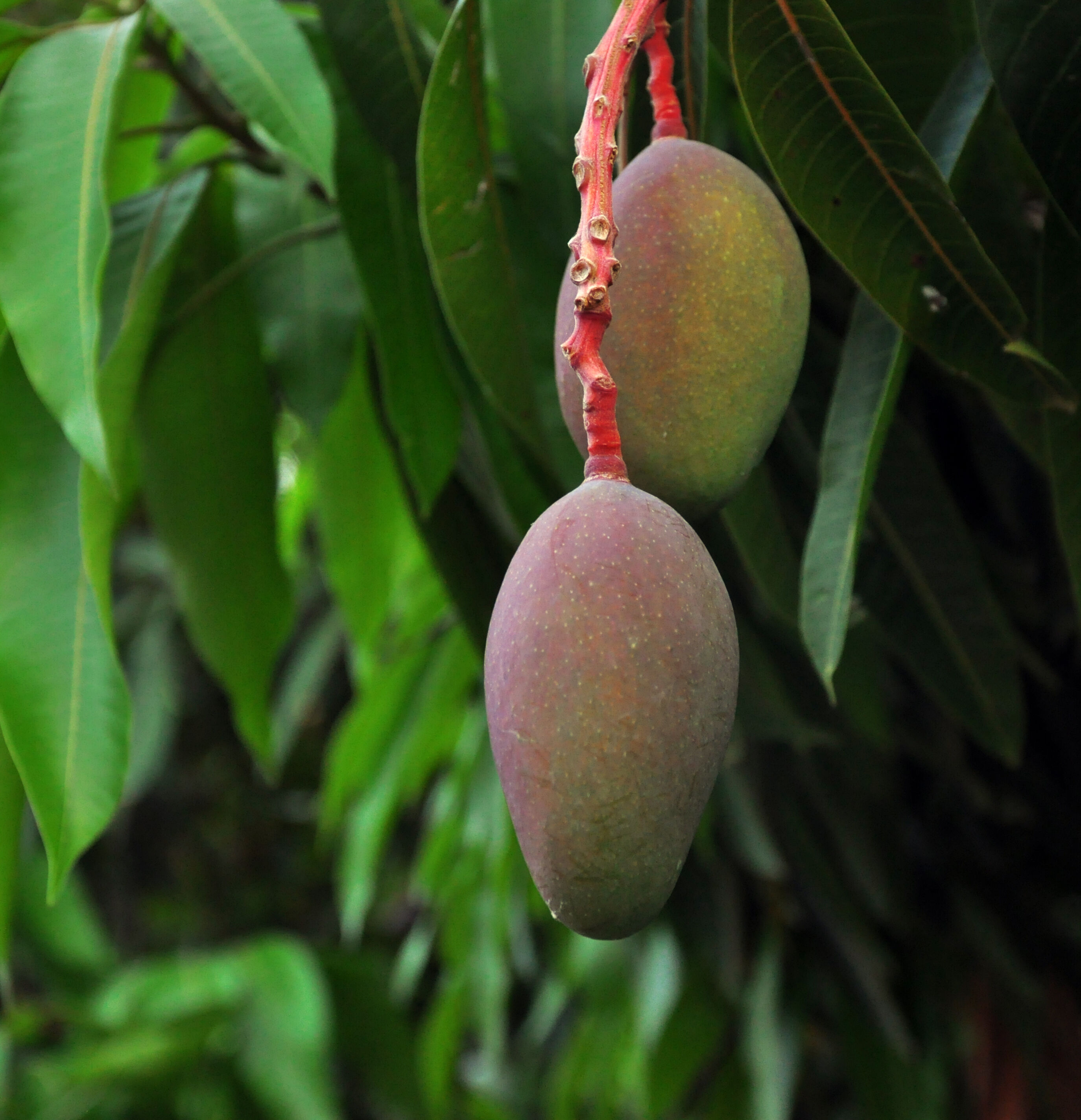 Spical-C - Lâmina HF