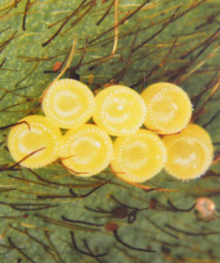 Eggs of Neotropical brown stink bug Euschistus heros