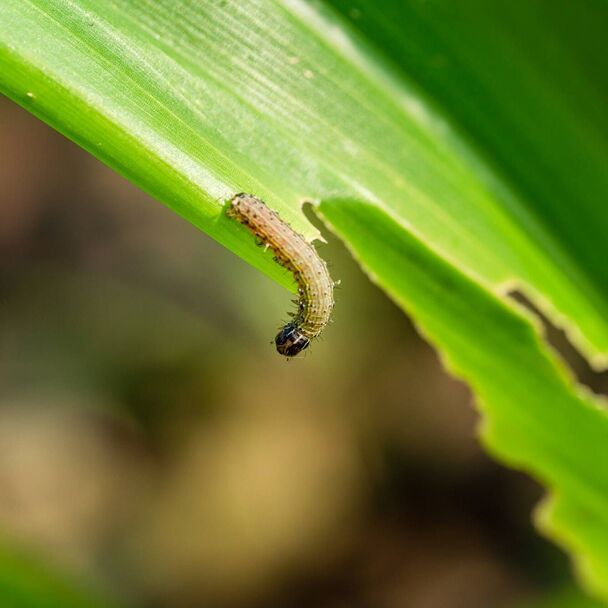 Larva of the Fall armyworm Spodoptera frugiperda
