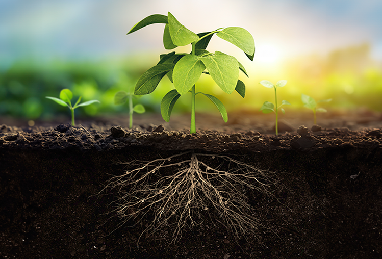 Rizokop (Bradyrhizobium japonicum): O inoculante de soja que sua lavoura precisa para atingir altas produtividades