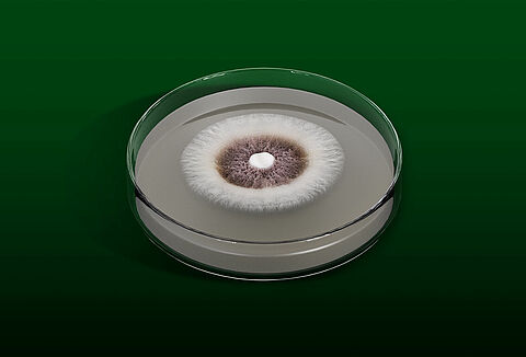 Challenger (Isaria fumosorosea 1296): estratégia robusta no controle do complexo de pragas do citros