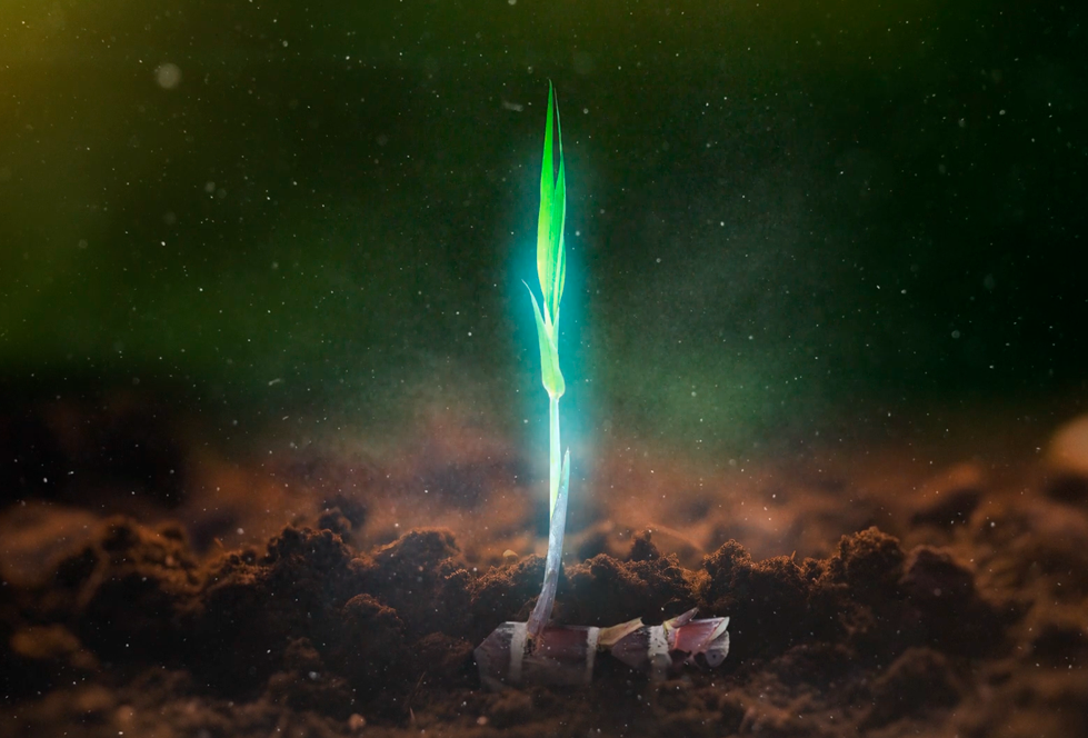 Azokop (Azospirillum brasilense): O inoculante ideal para seu canavial