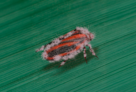 Cigarrinha-das-raízes na cana-de-açúcar: como escolher o manejo correto para combater a praga
