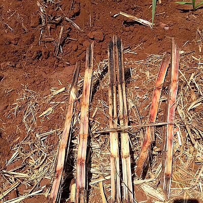 Black rot of pineapple Ceratocystis paradoxa Stem Damage