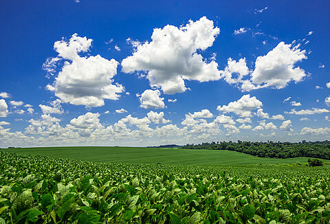 Dia Mundial do Meio Ambiente - Restauração do Ecossistema