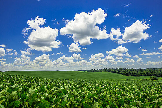 soy plantation, agriculture and development