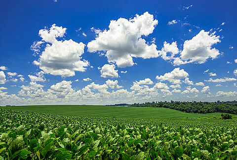 Dia Mundial do Meio Ambiente - Restauração do Ecossistema