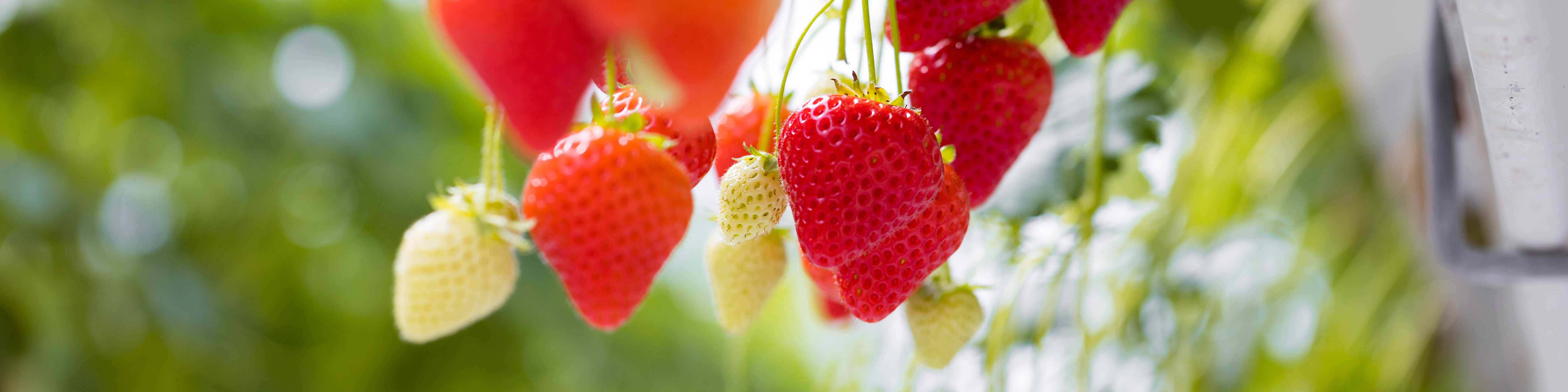 Metarril - Ficha Emergencial