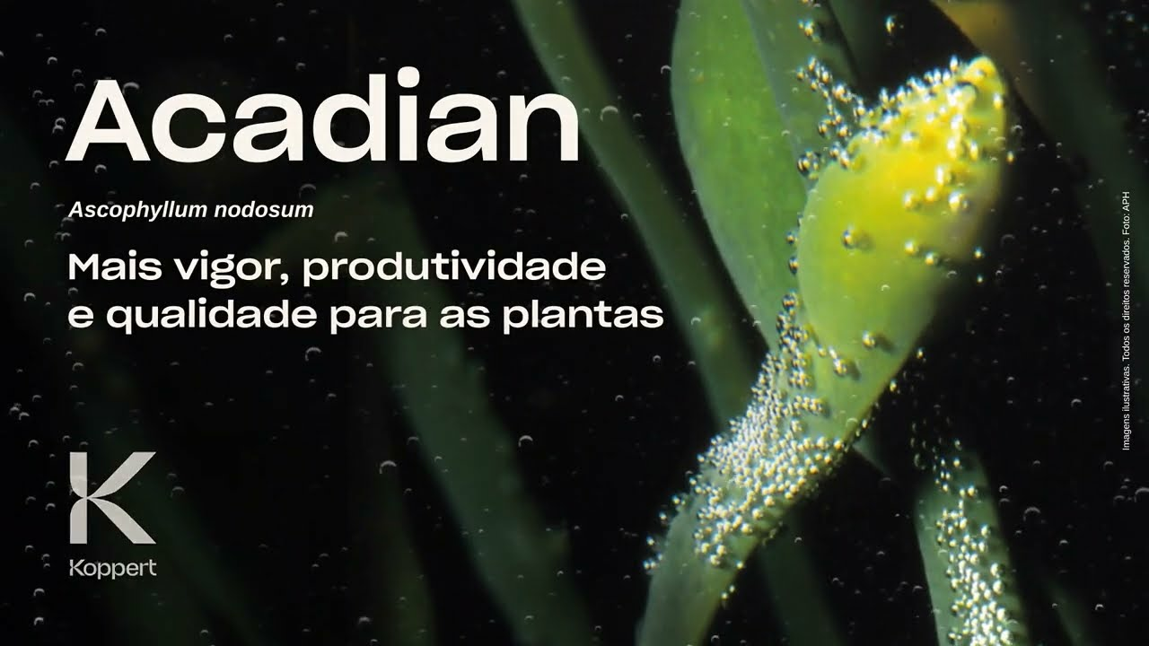 Acadian (Ascophyllum nodosum): Mais vigor, produtividade e qualidade para as plantas