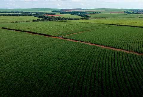 Com tecnologia e inovações para o campo, Koppert oferece sistema integrado para manejo da Cana-de-açúcar