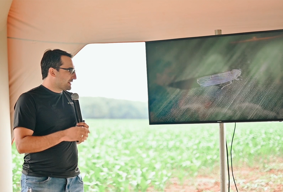 Práticas de manejo no controle de Cigarrinha-do-milho