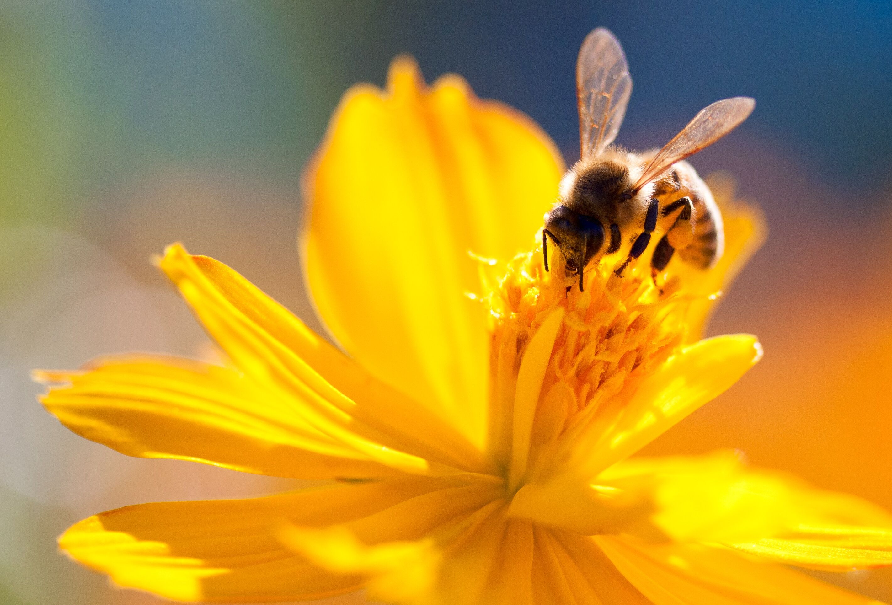 AgroBee é a segunda startup residente do Gazebo