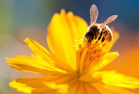 AgroBee é a segunda startup residente do Gazebo