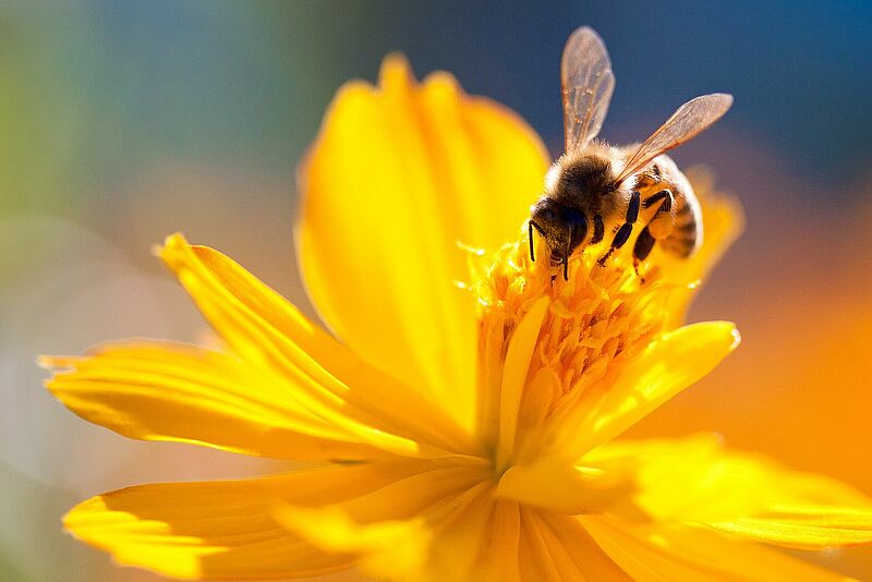 Bee sucking nectar out of a yellow flower