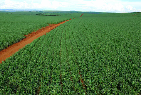 Controle biológico pode reduzir em até 15% os custos de produção de cana-de-açúcar