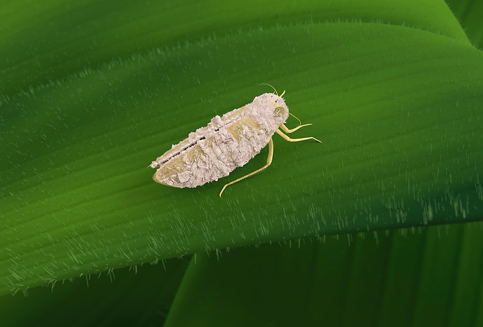 Octane: eficiência e precisão no manejo da cigarrinha-do-milho
